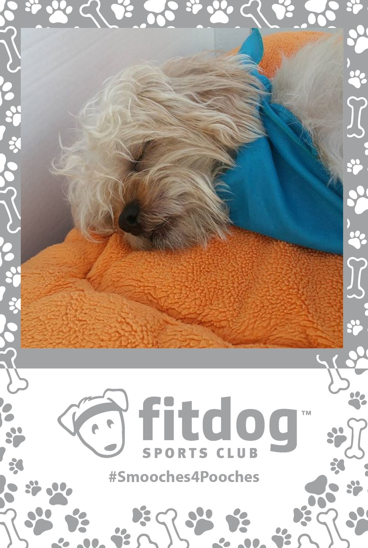 a hash tag print layout with a cute dog for fitdog sports club